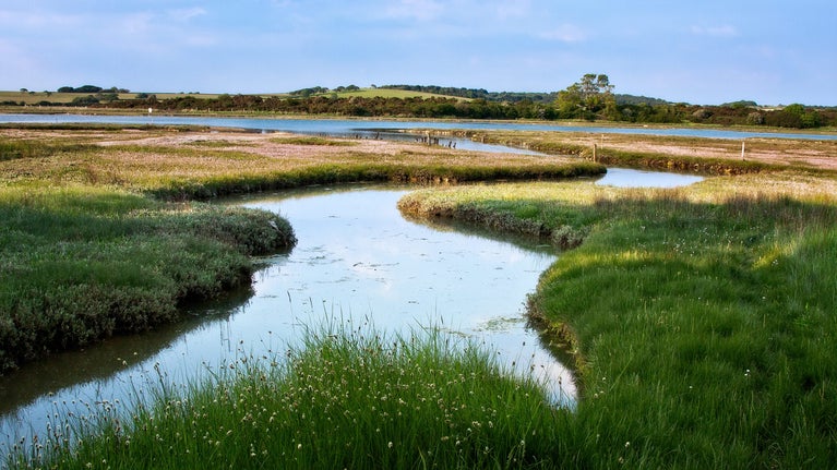 Tide-filled salt marshes bordered by spring flowers at Newtown